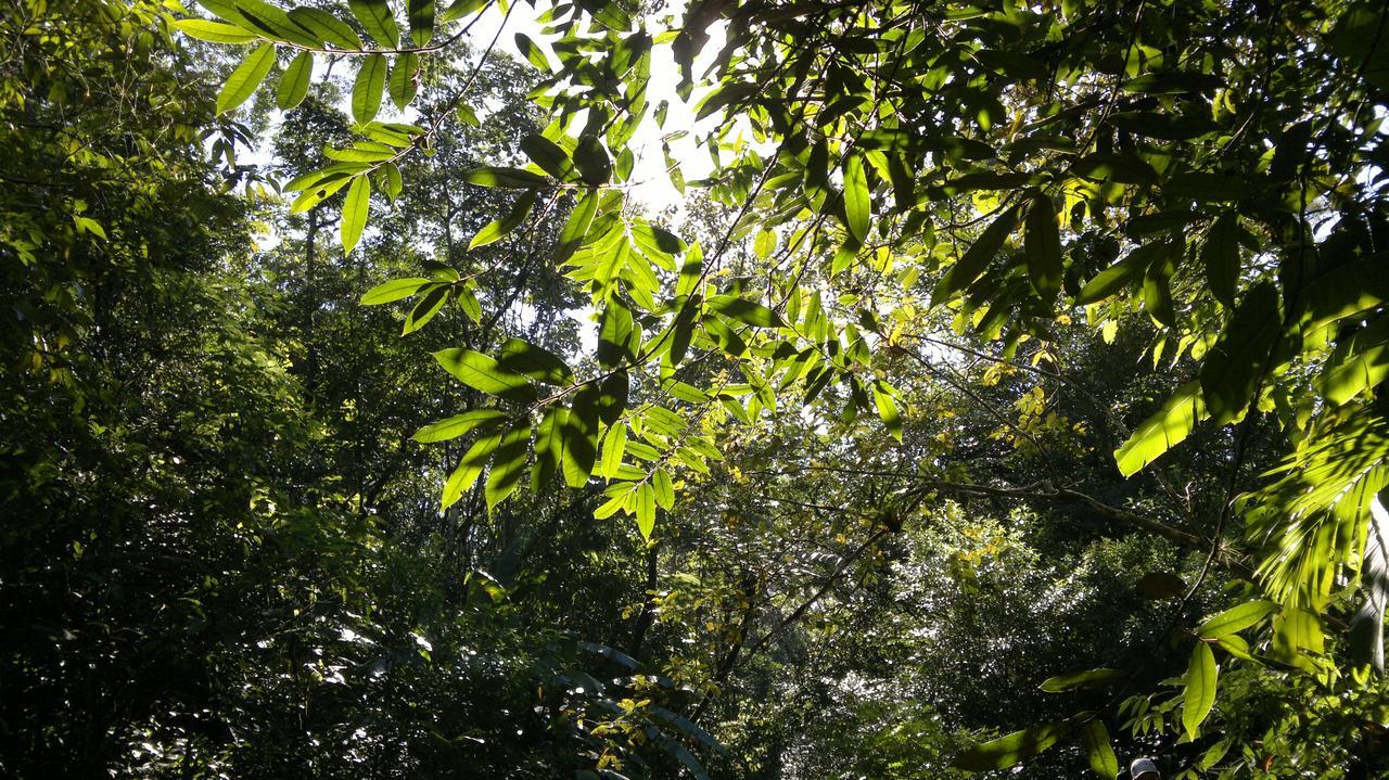 Junglez Eco Hostel Guarau Buitenkant foto